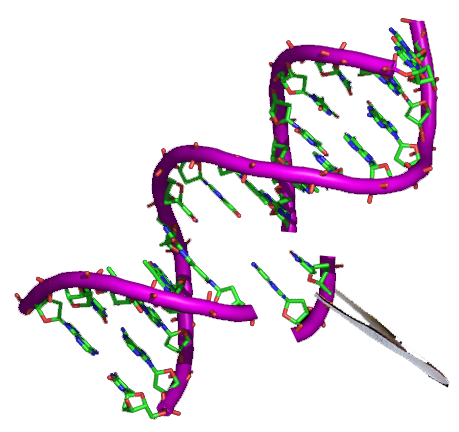 Human HLA-G&B2M&Peptide (RIIPRHLQL) Tetramer Protein (MALS verified)